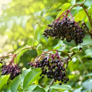 2 American Black Elderberry Plants Live - 6-12 Inch Tall, Elderberry Tree for Outdoor Garden Landscaping