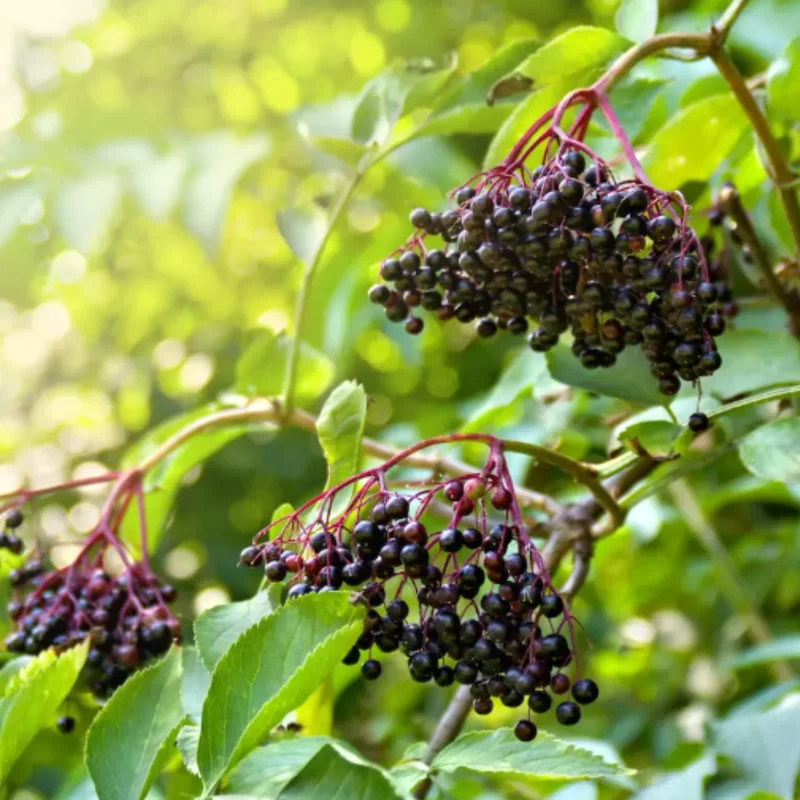 2 American Black Elderberry Plants Live - 6-12 Inch Tall, Elderberry Tree for Outdoor Garden Landscaping