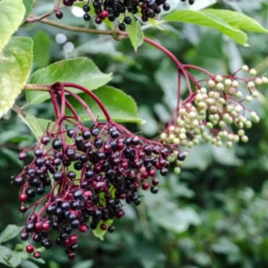 2-Pack American Elderberry Bush Live Plants - 6-12 Inc Tall - Black Elderberry Trees for Fast-Growing Fruit and Outdoor Planting