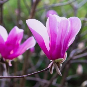 Magnolia Tree Live Plant, Magnolia Plant Live, 6-12 Inc, In 2.5 Inch Pot, Magnolia Bush Live, Fragrant Magnolia Flowers