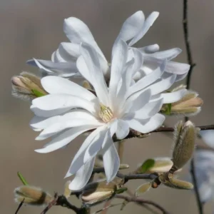 Magnolia Tree Live Plant, Magnolia Plant Live, 6-12 Inc, In 2.5 Inch Pot, Magnolia Bush Live, Fragrant Magnolia Flowers