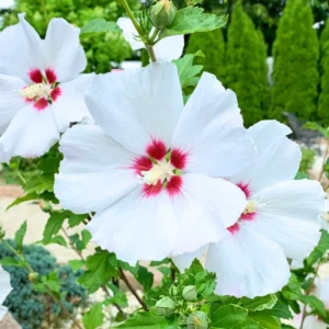 Rose Of Sharon Plant Live, 8-14 Inc Tall, Hibiscus Althea Rose Of Sharon Tree In Quart Pot, Hibiscus Plant live, Hibiscus Syriacus