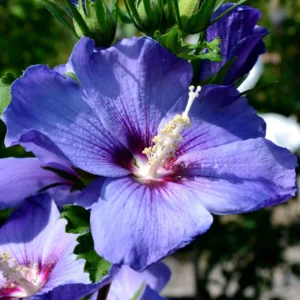 Rose Of Sharon Plant Live, 8-14 Inc Tall, Hibiscus Althea Rose Of Sharon Tree In Quart Pot, Hibiscus Plant live, Hibiscus Syriacus