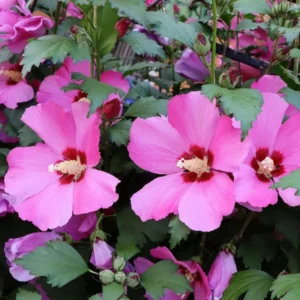 Rose Of Sharon Plant Live, 8-14 Inc Tall, Hibiscus Althea Rose Of Sharon Tree In Quart Pot, Hibiscus Plant live, Hibiscus Syriacus